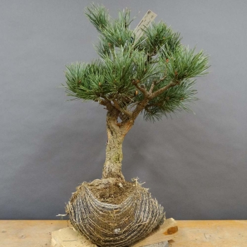 Pinus sylvestris Silberkiefer